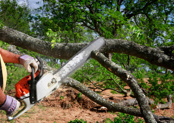Reliable Lincolndale, NY Tree Care Solutions