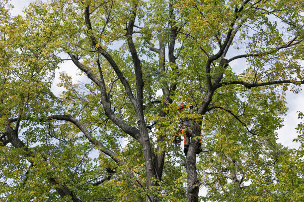 Leaf Removal in Lincolndale, NY